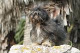 LHASSA APSO 003